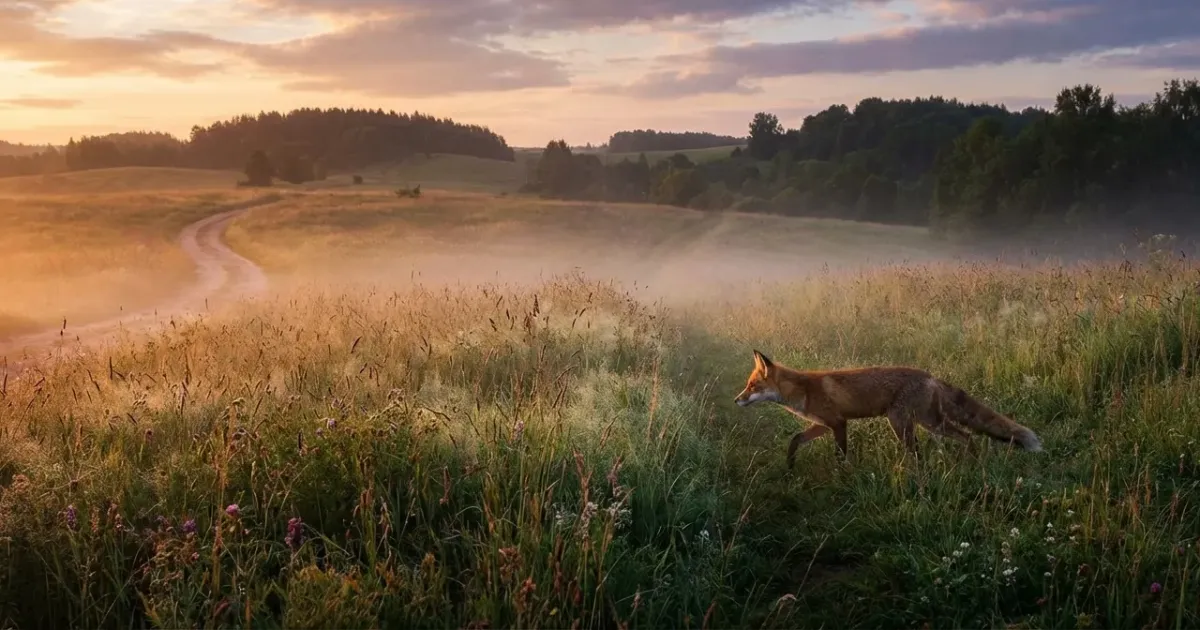 Renard roux en pleine chasse au crépuscule dans une prairie, capturé en mouvement, illustrant "à quelle heure chasse le renard".