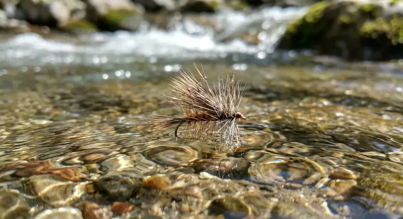 Mouche sèche délicatement posée sur l'eau, le meilleur appât quand on cherche avec quoi pecher en ardeche.