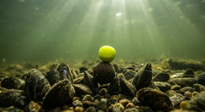 Montage bonhomme de neige surélevé au-dessus de moules zébrées illustrant comment pêcher la carpe en canal