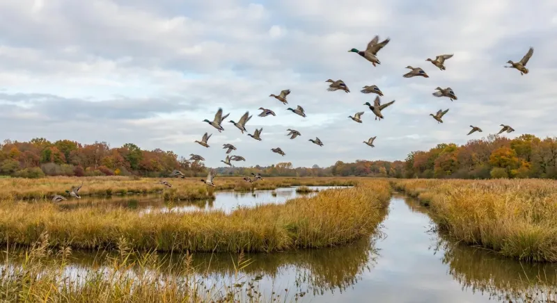 Canards sauvages en vol au-dessus d'une zone humide en Gironde, illustrant l'ouverture de la chasse 2025 dans la région.