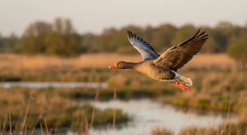 Oie cendrée en vol, ailes grises et bec orange distincts, permettant l'identification formelle pour la chasse.
