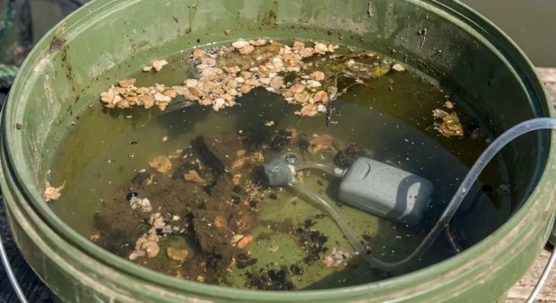 Poissons dans un seau de transport à l'eau trouble sans filtre. Y jeter ce que mange le vif peche est une erreur fatale.