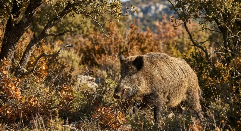 Sanglier adulte traversant la garrigue, illustrant la réglementation sur quels sont les jours de chasse dans le Gard.